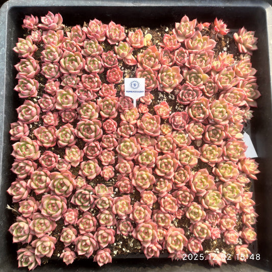 23039 ルージ　アギャボイデズHyb（5cm pot）（ポット苗）