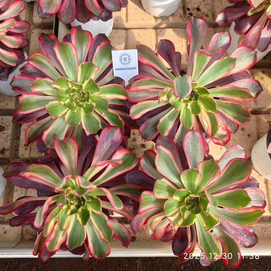 20150 レッド　ソーサレス