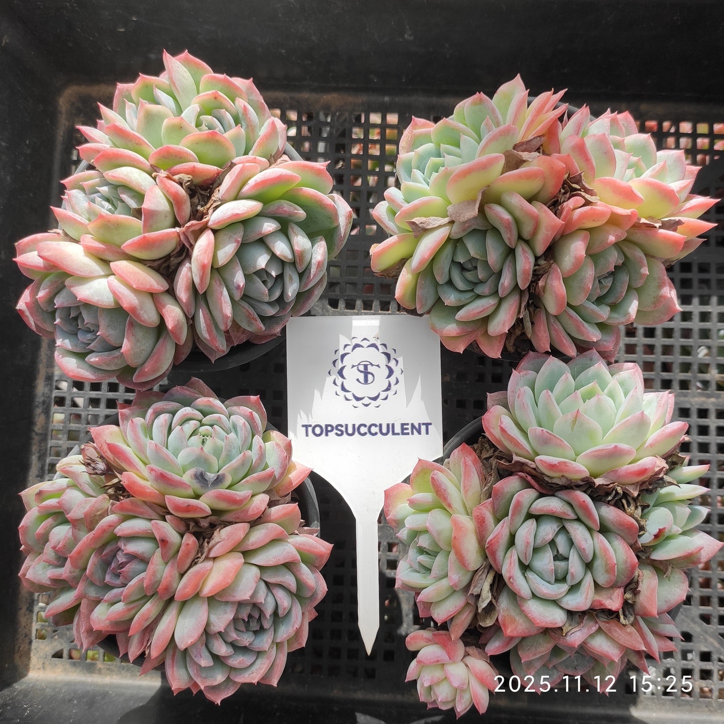 22534  オレンジモンロー（9cm pot）