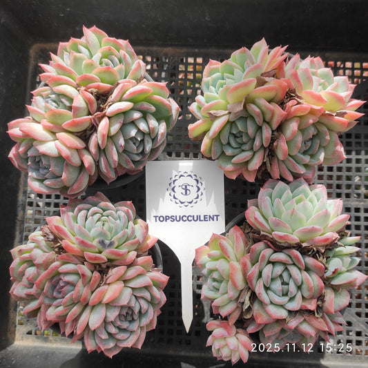 22534  オレンジモンロー（9cm pot）