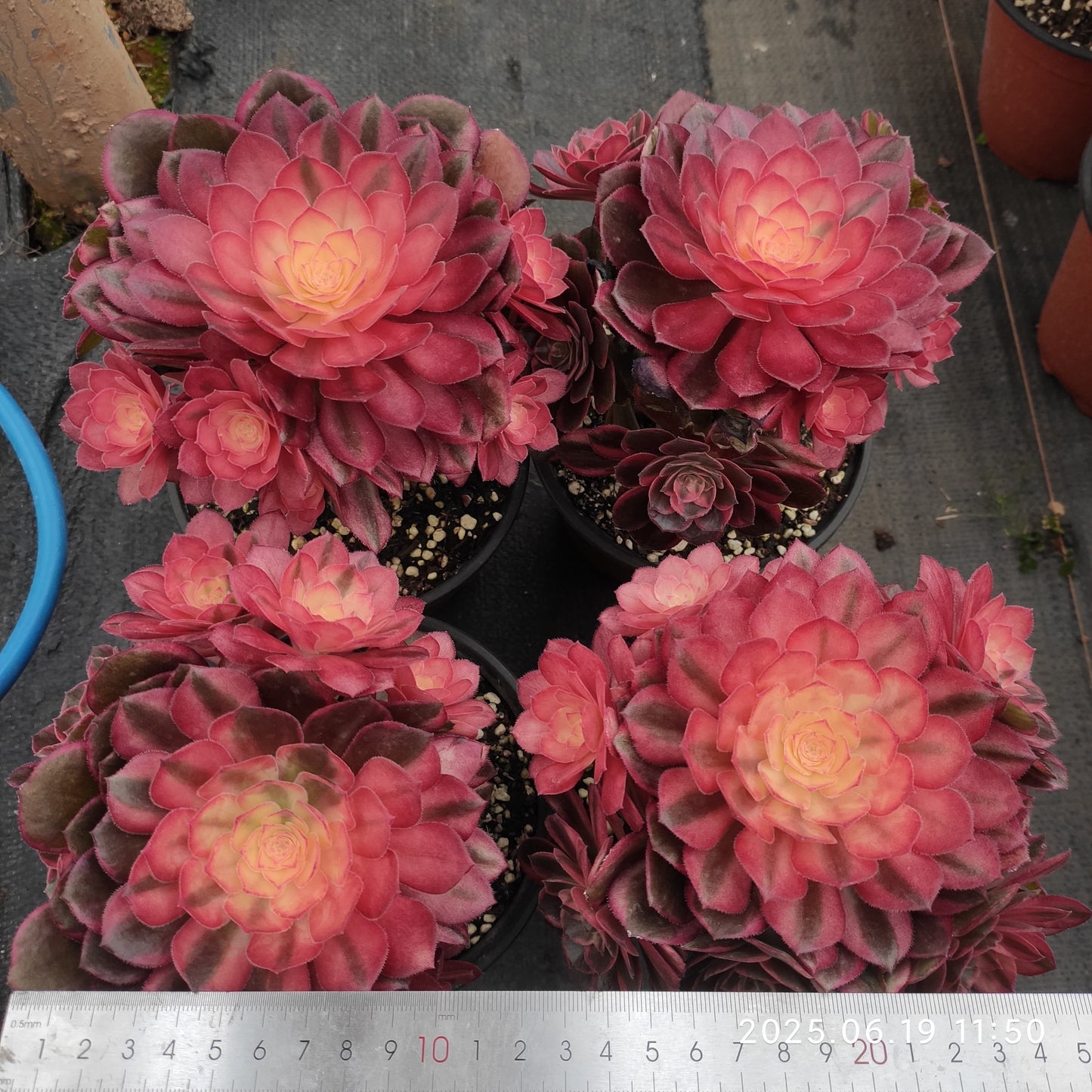 THH030 ブラック　デビル（15cm pot）