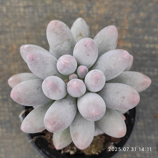 MMT832 ベビーフィンガー（5.5cm pot）