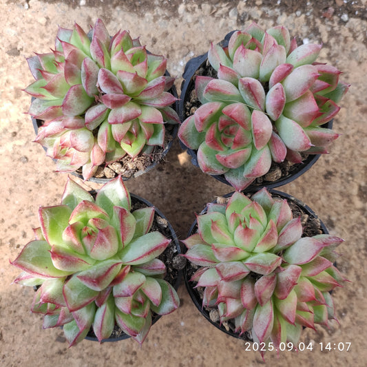 MMY1291 ドリームクイーン（5.5cm pot）