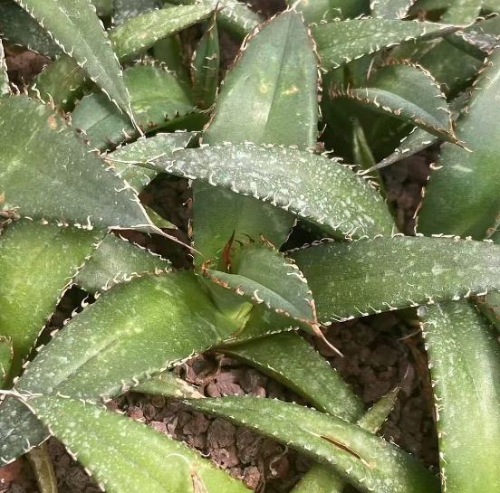 20317 アガベ　アンゴラ