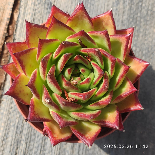 ZXX302 リップスティック (12cm pot)