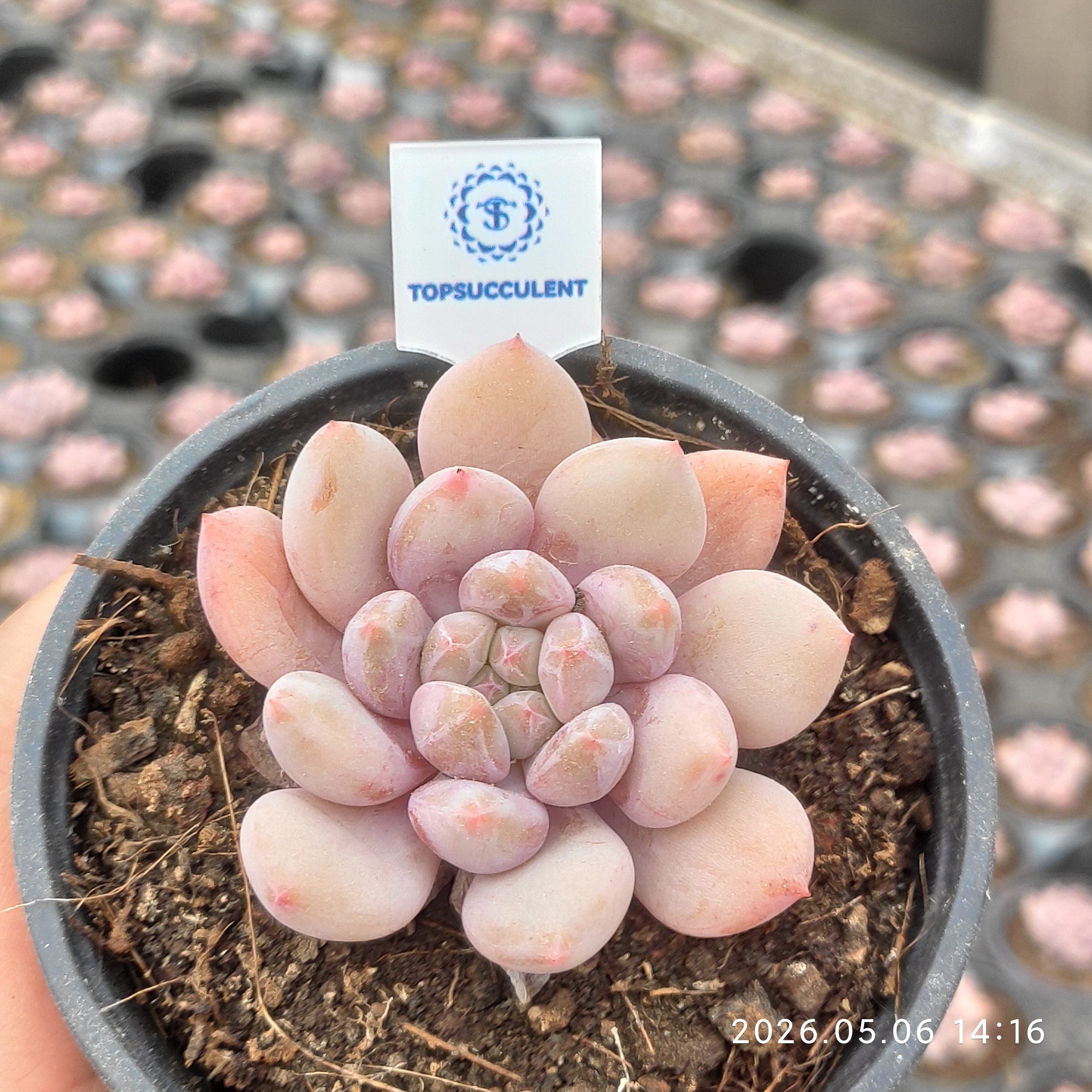 2株セット　ハイブリッド子株 商品一覧 – Page 33 – Top Succulent®