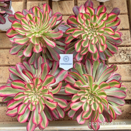 24039 アエオニウム ガーネット