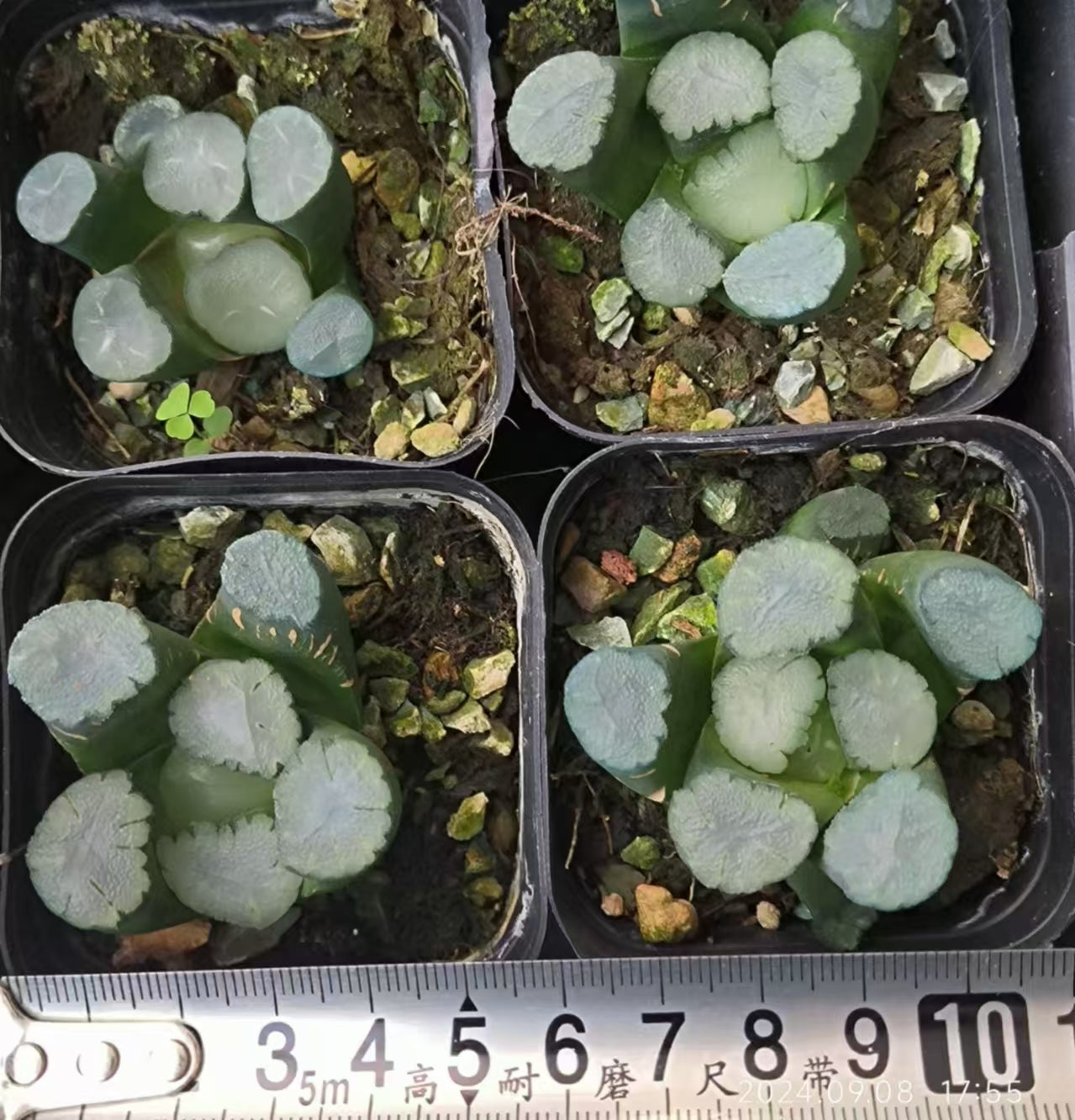 13177 天照アマテラス