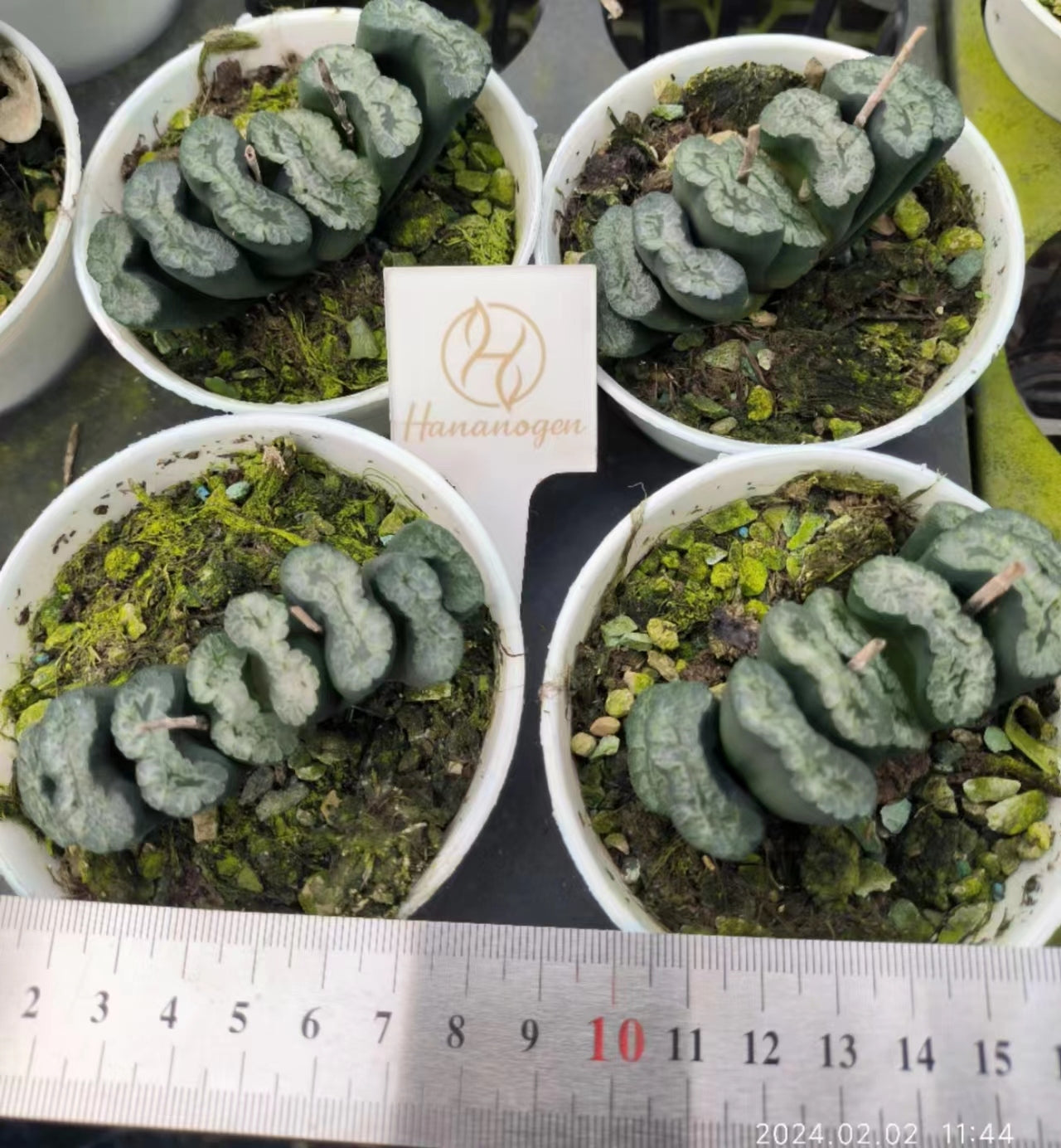 1458 金子青竜カネコセイリュウ（6.5cm pot）