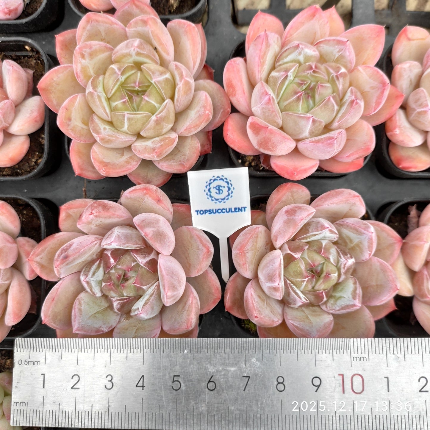 23752 クリスタル　レークHyb