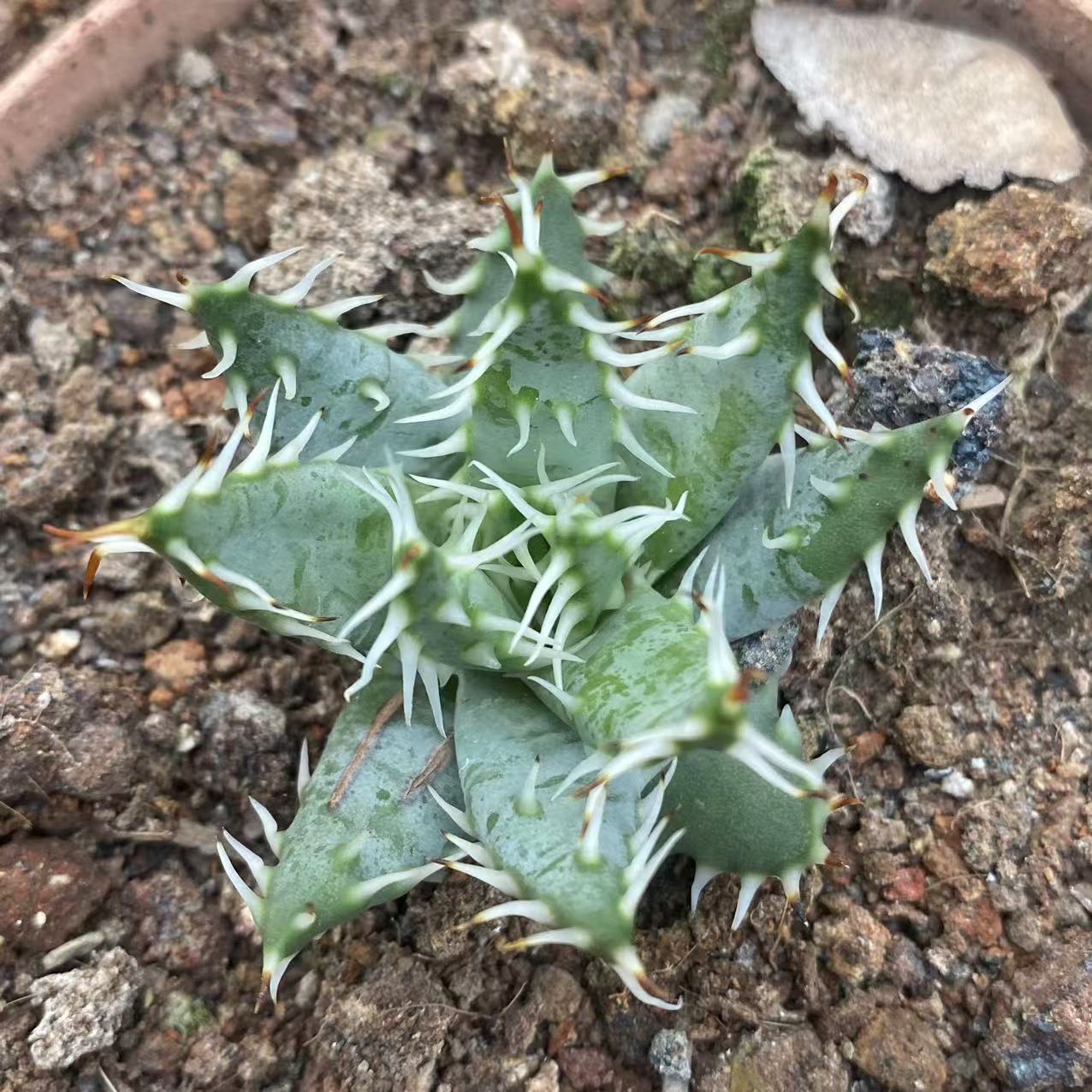 ZL519 エリナケア（4.5cm pot）