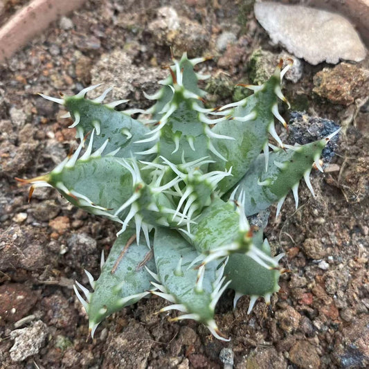 ZL519 エリナケア（4.5cm pot）