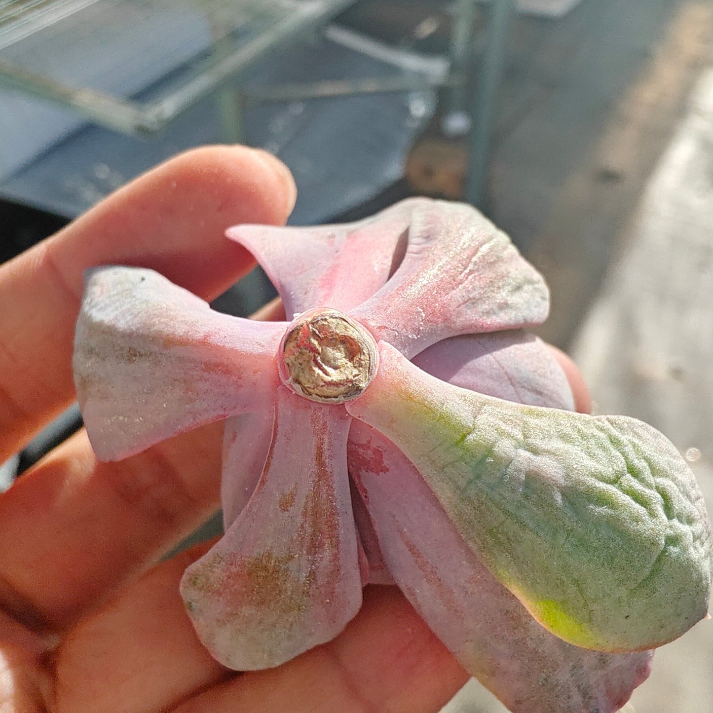 220748 ウエストレインボー（カット苗）