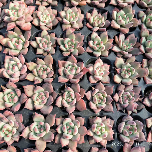 21738 ワイルドコロラータ（3cm pot）（ポット苗）