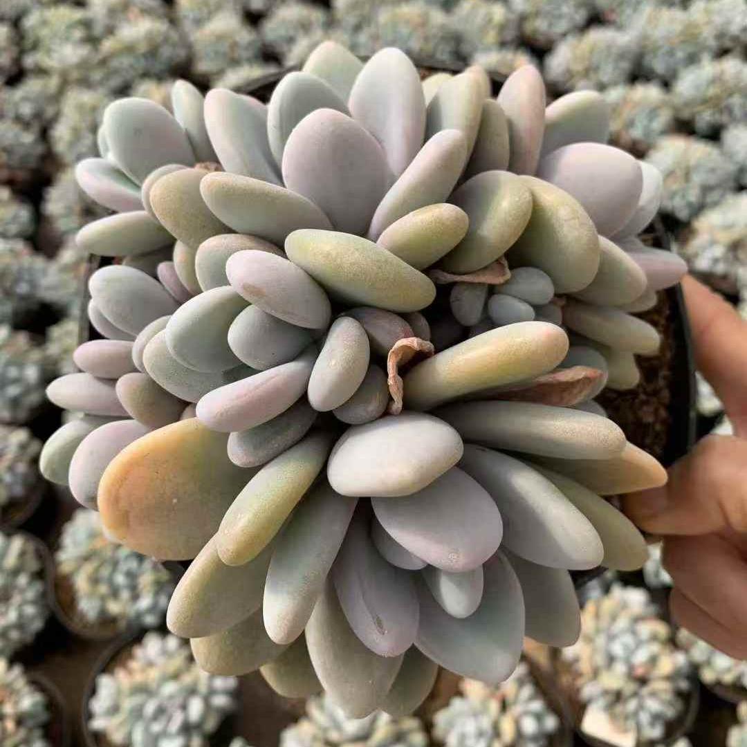 259681 クラウドチーズ