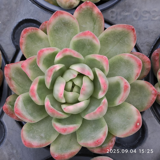 MMY859 クリスタル　ジェニー（9cm pot）
