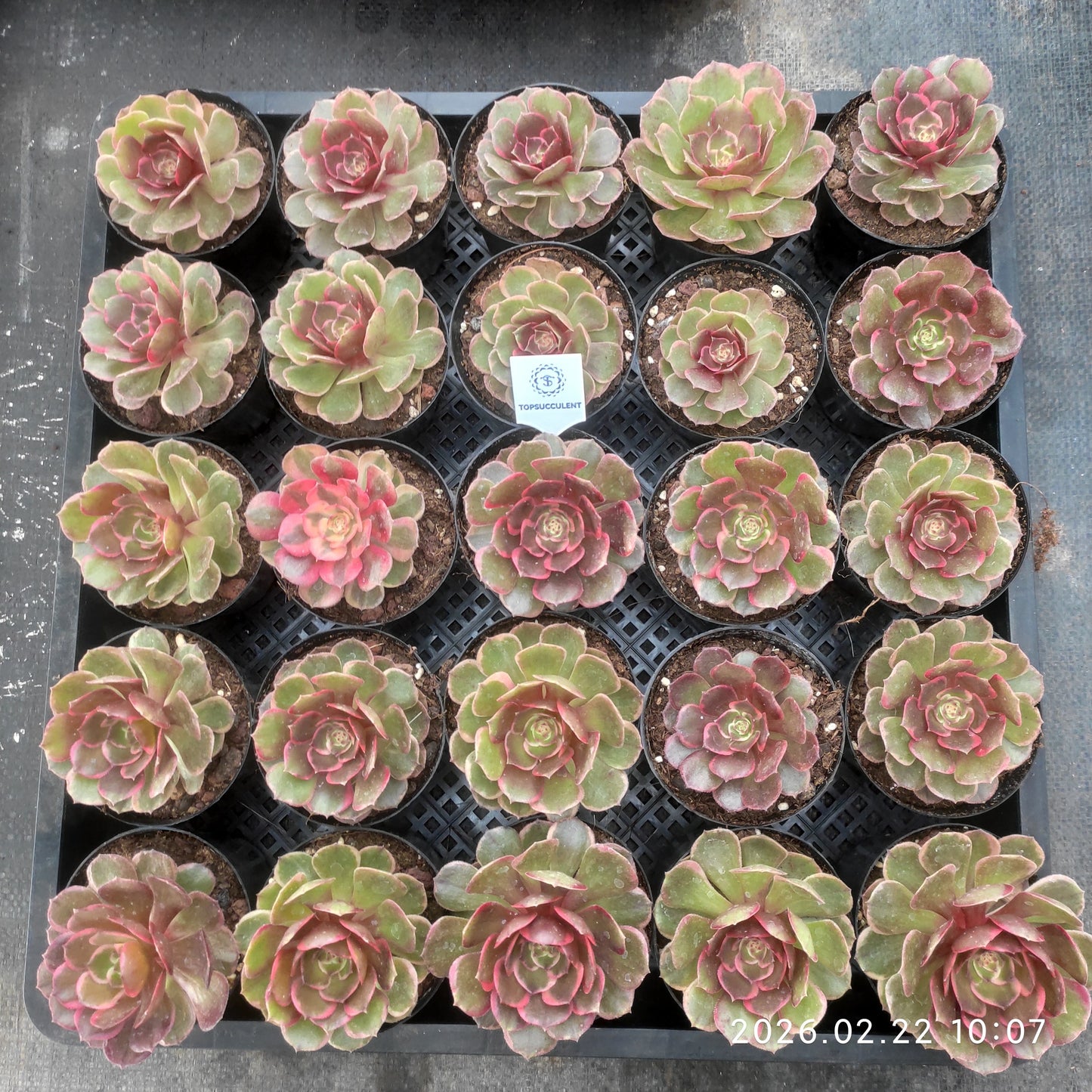 26094 バンクェット