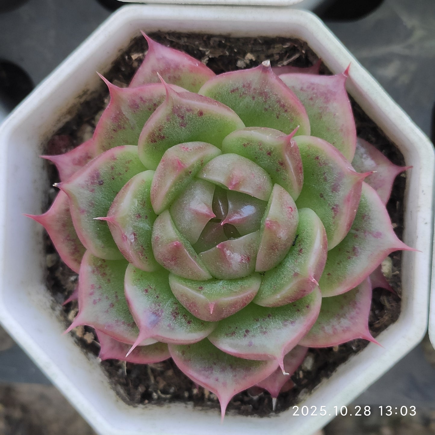 DQ097 ベラー　アイラッシュ （7cm pot）