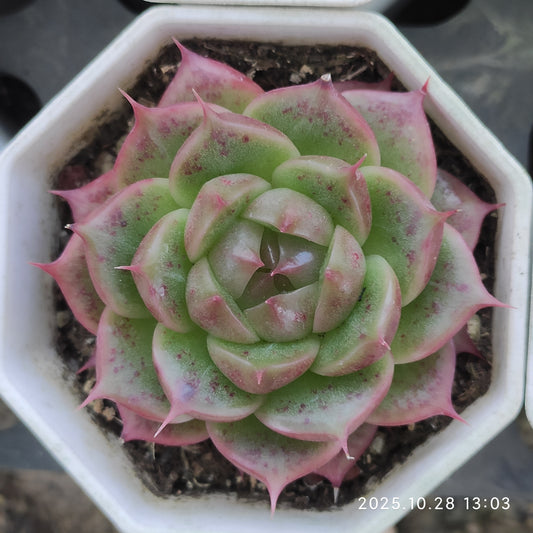 DQ097 ベラー　アイラッシュ （7cm pot）
