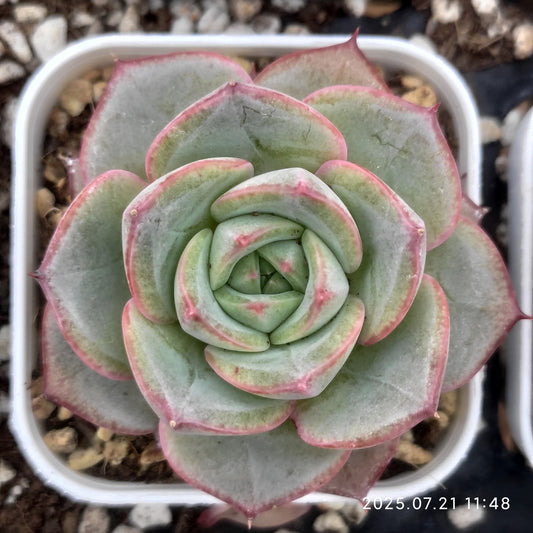 MMY977 ブライト　フェザー（5.5cm pot）