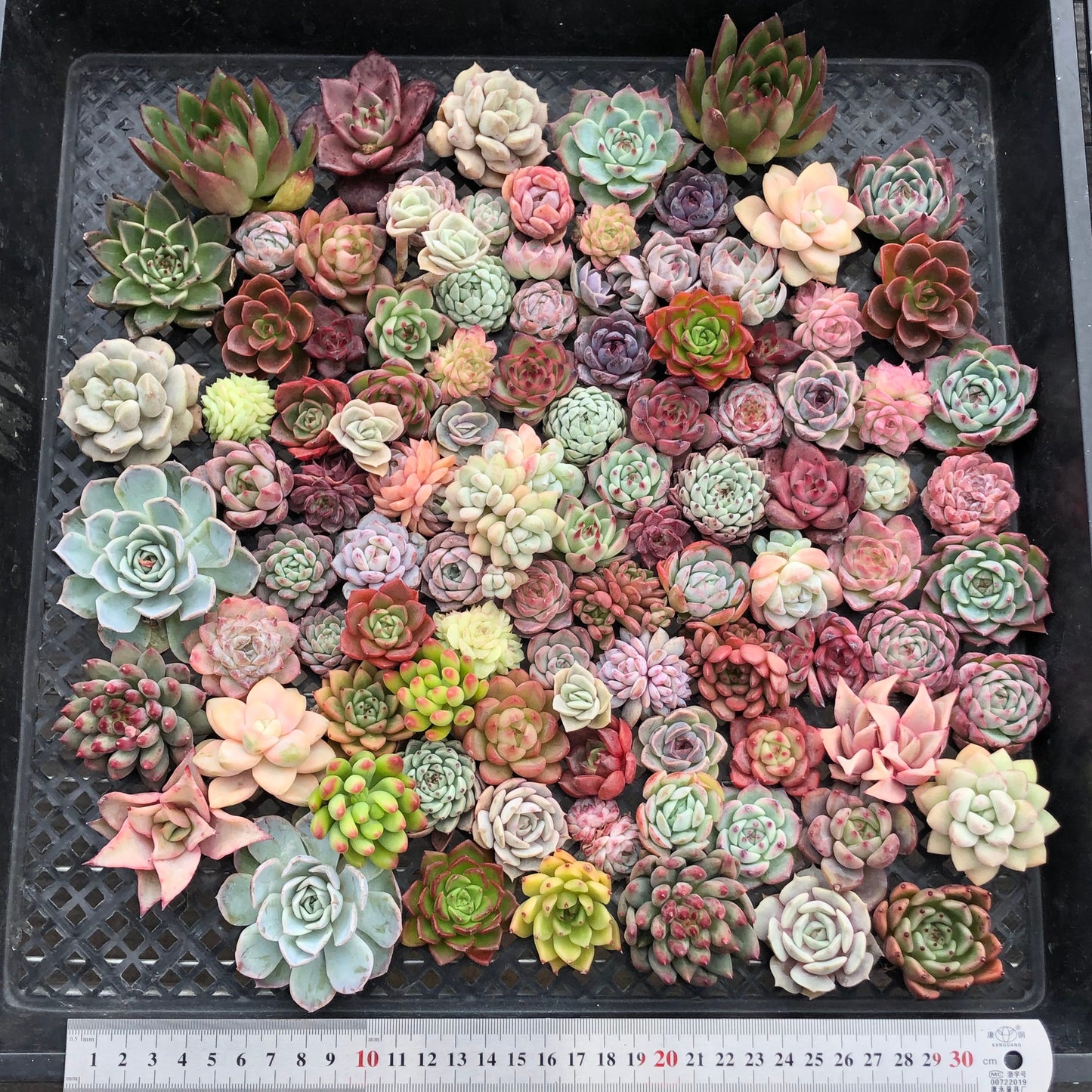 17856 ミックス苗 (穴トレー苗) 14