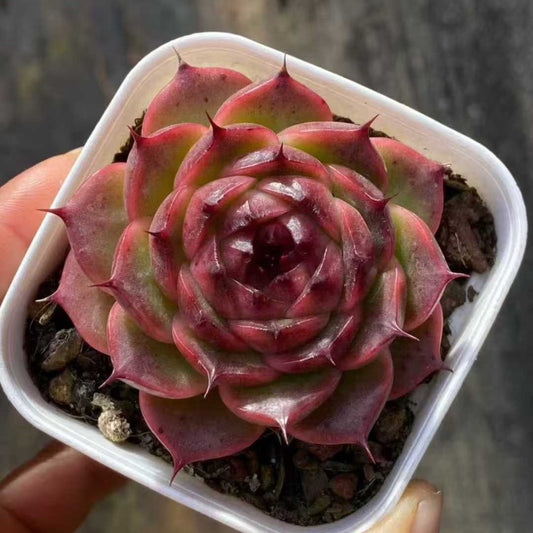 23577 パープル　スモークHyb（5.5cm pot）