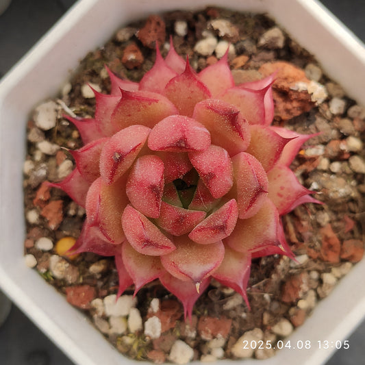 WWA332 フレーム　ストーン （7cm pot）