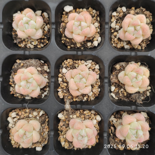 RC058 アイスグリーン（3cm pot）