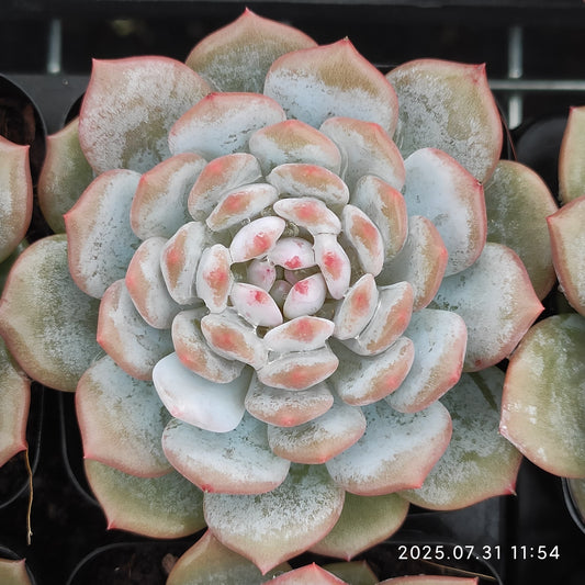 MMT845 スター　モンロー（7cm pot）