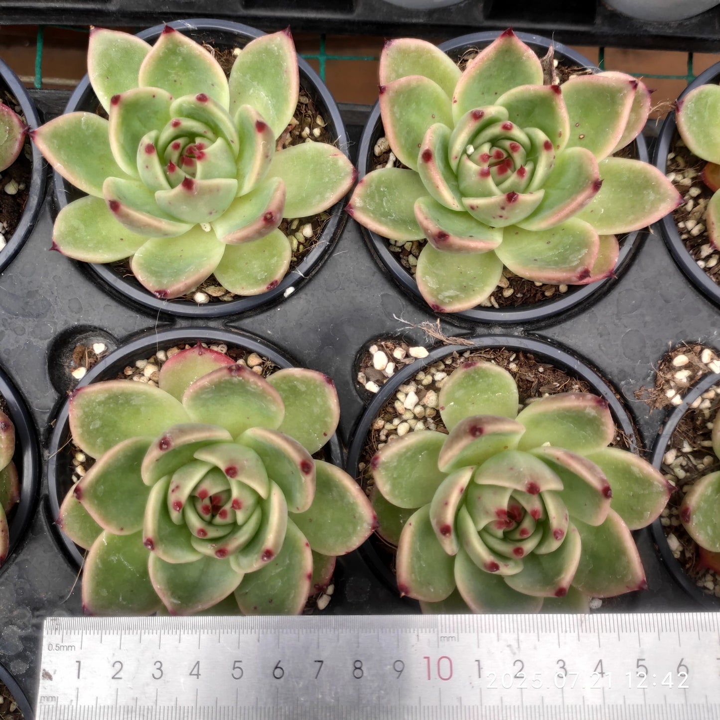 MMY431 ブルードラゴン(9cm pot)