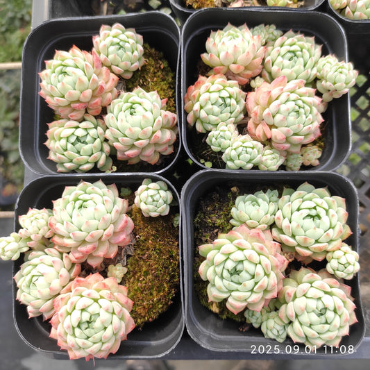 QN779 ピンクベリー（7cm pot）