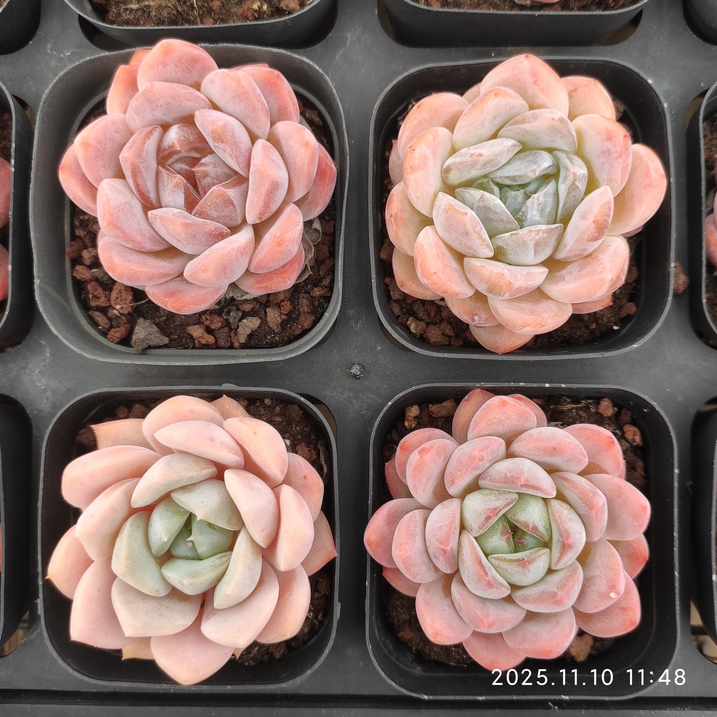 22577  オレンジモンロー Hyb（6.5cm pot）