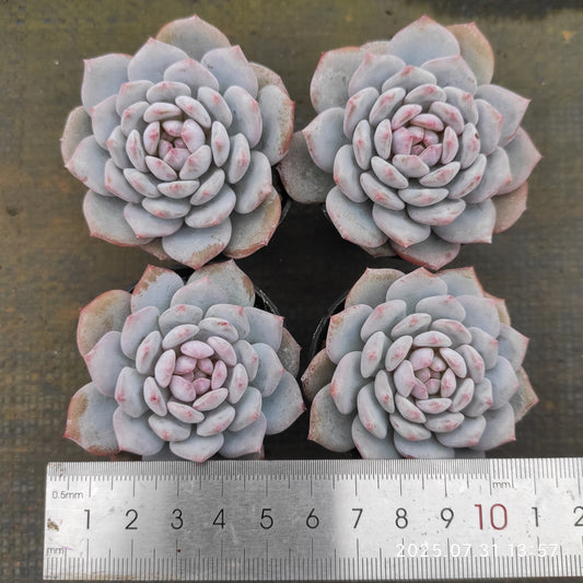 MMT792 スター　モンロー（5.5cm pot）