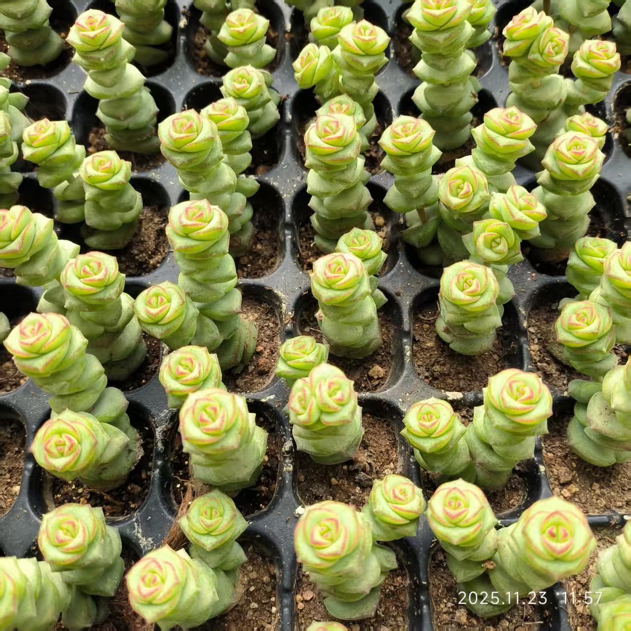 22406 クラッスラ ファンタジー（3cm pot）（ポット苗）