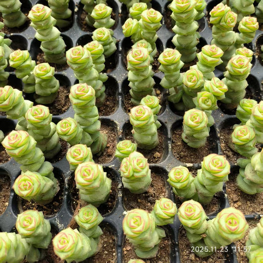 22406 クラッスラ ファンタジー（3cm pot）（ポット苗）