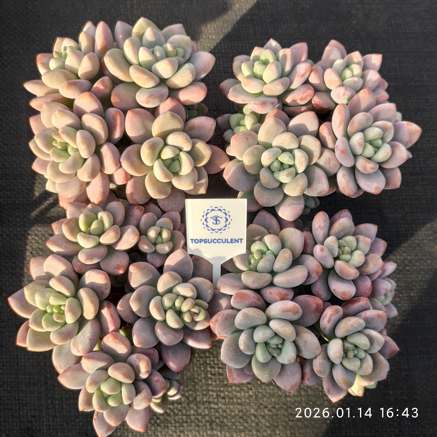 24765 レジェンド