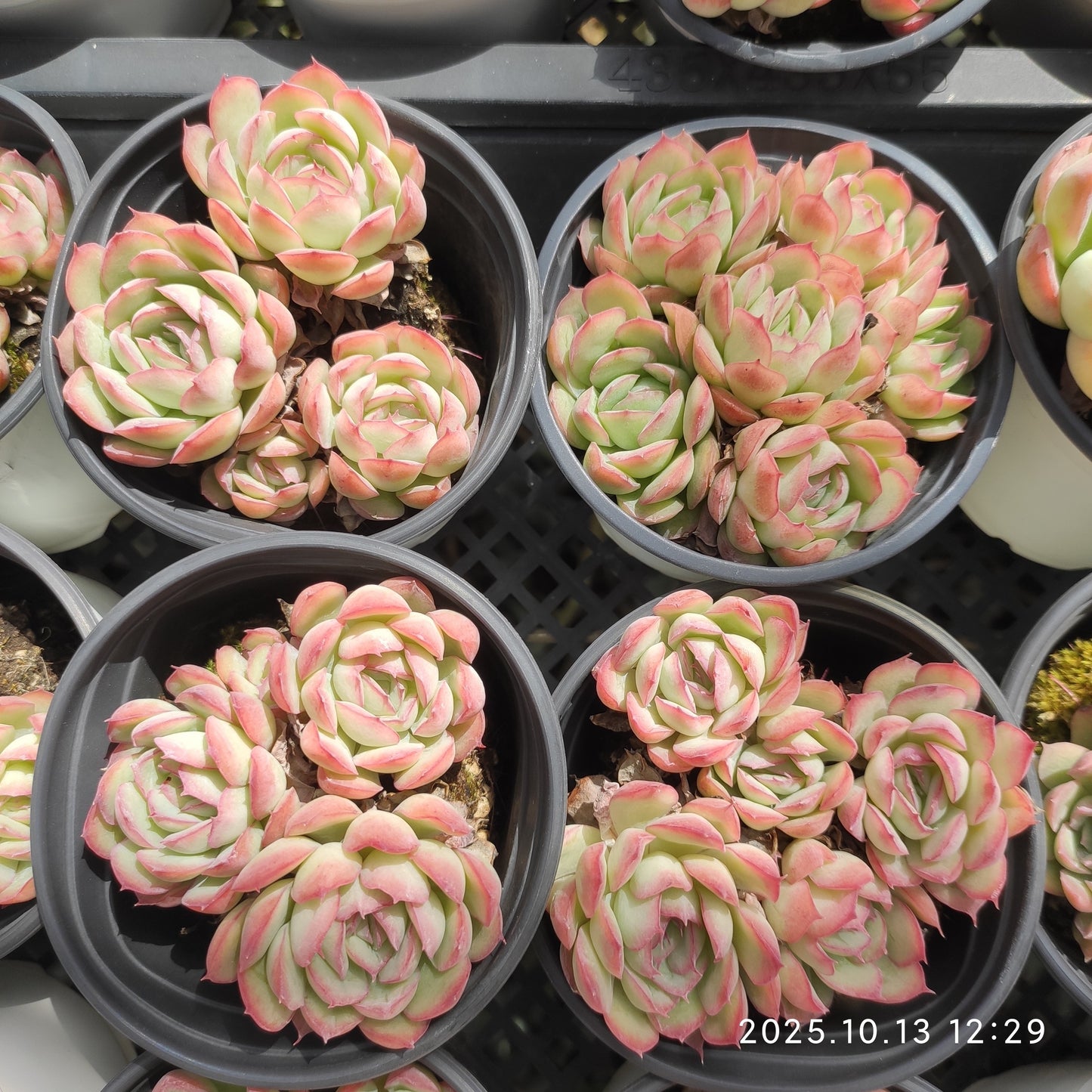 21655 ストロベリーアイス（9cm pot）