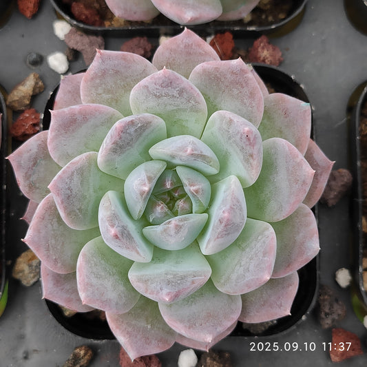 HG037 マルギャンHyb（7cm pot）