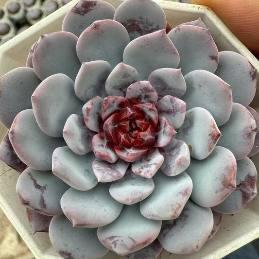 BL2111 スパーク　スノーHyb（7cm pot）