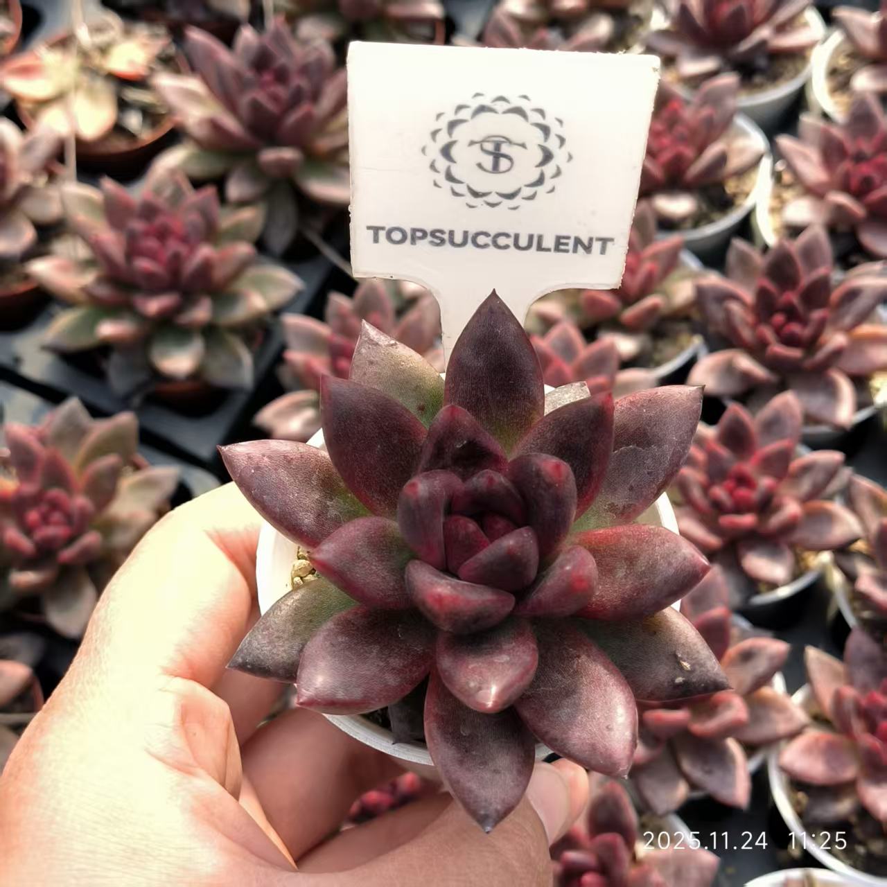 22485 パープルローズ（6.5cm pot）