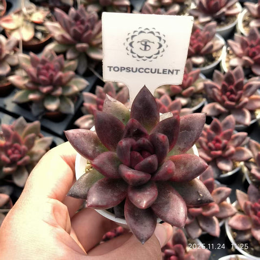 22485 パープルローズ（6.5cm pot）