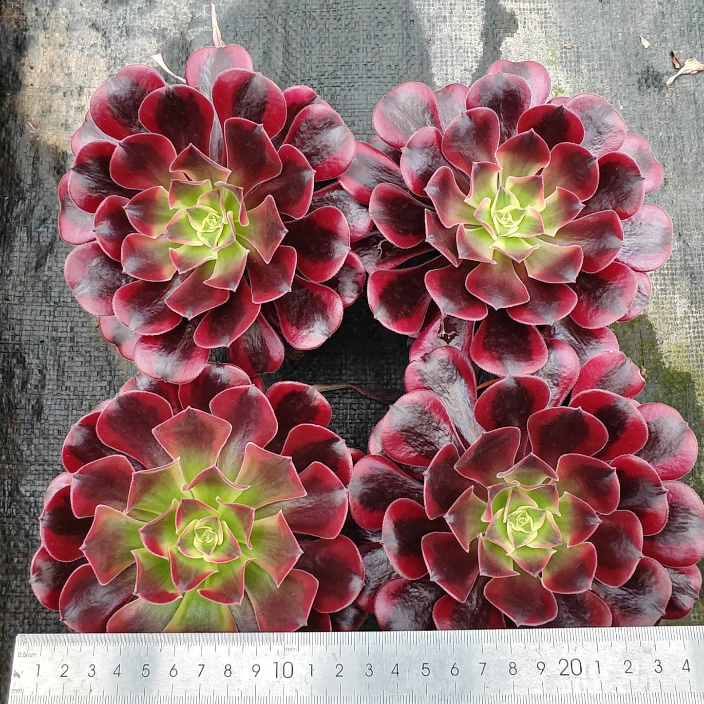 ZXX268 メドゥーサー (12cm pot)