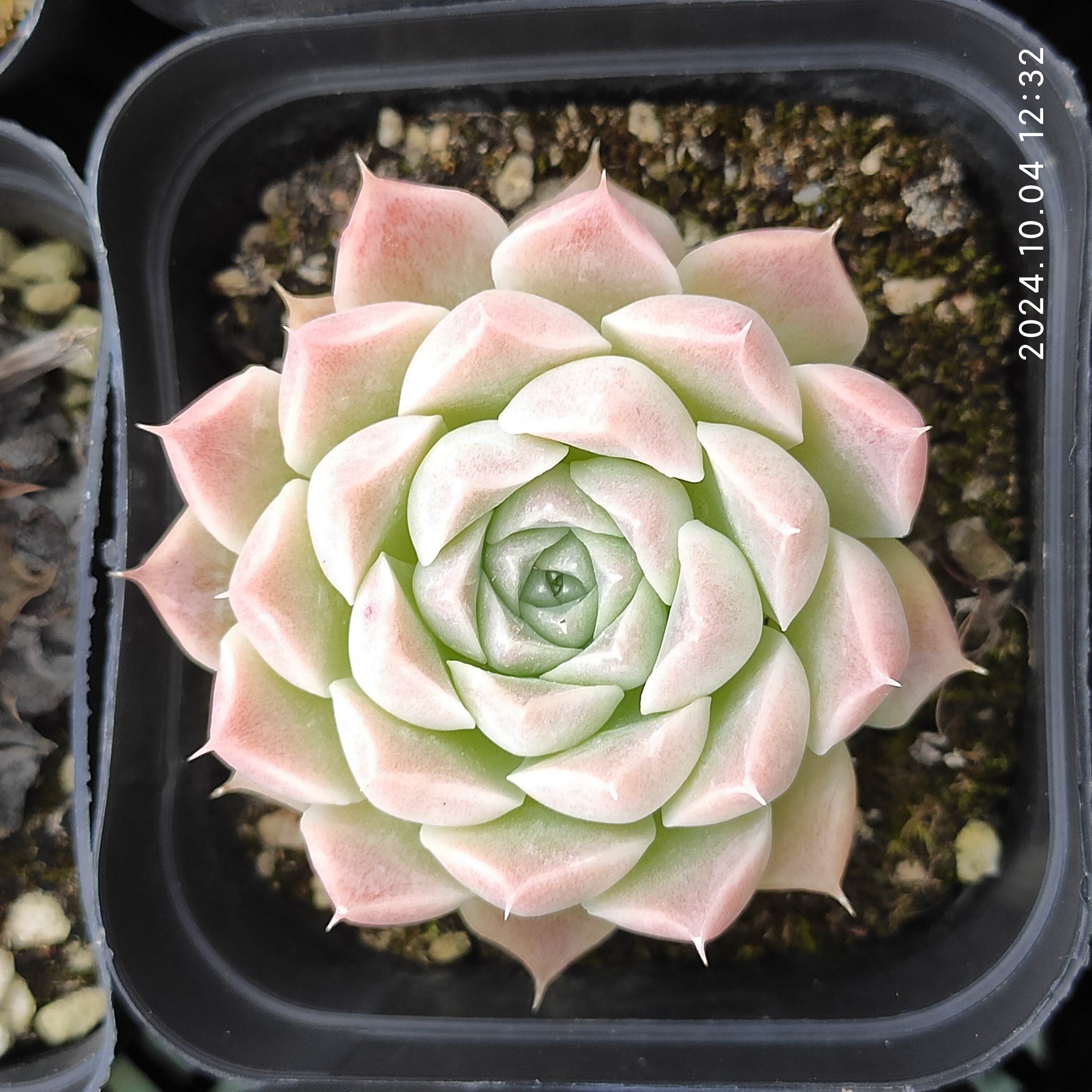 エケベリア 普通苗 202401017 – Top Succulent®