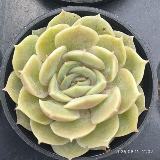 JC025 オウンスロー (5cm pot)