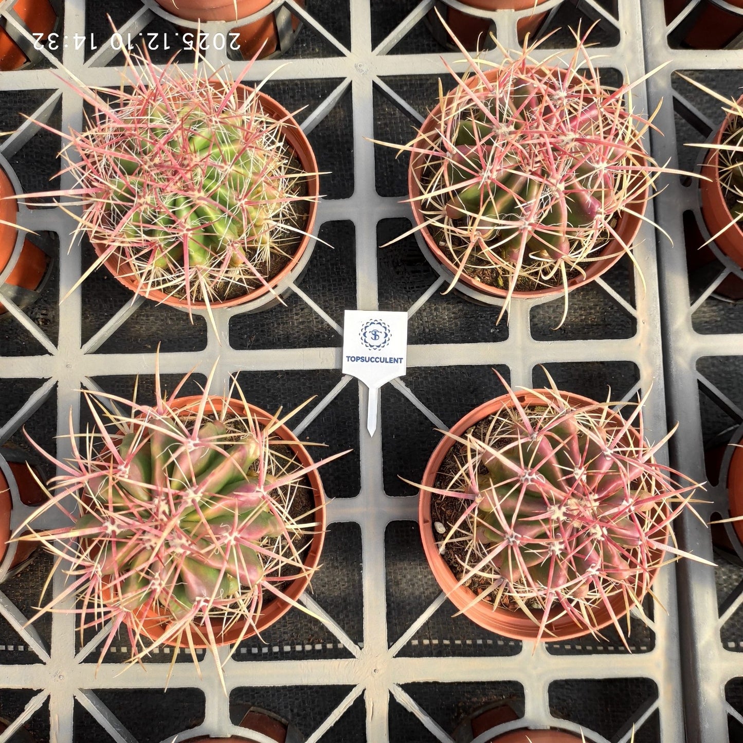 15925 赤鳳（12cm pot）