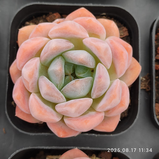LMM388 ローンリー　ハート Hyb（6.5 cm pot）