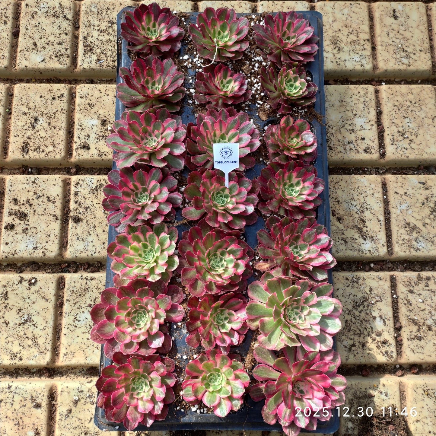 24051 クラウド・ロータス