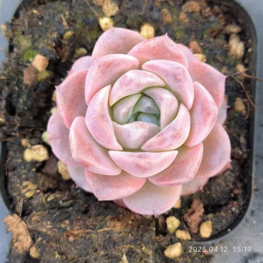 LG289 エリークィーン（5cm pot）