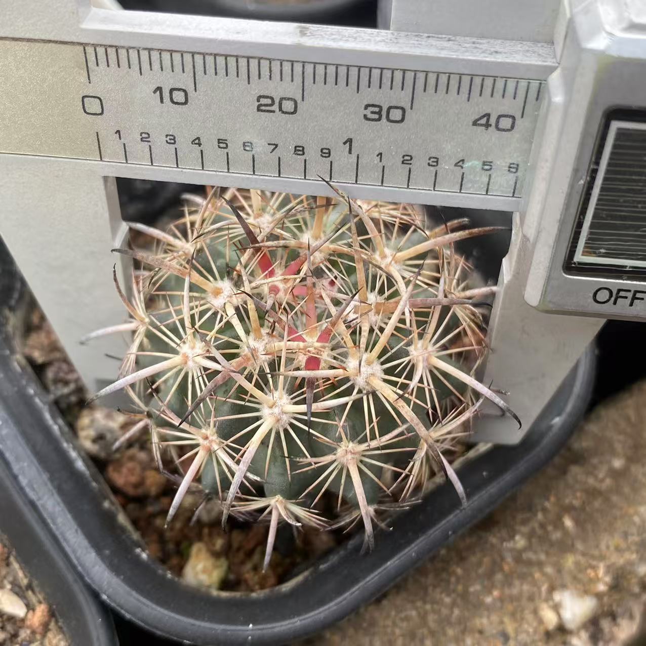 ZL496 虎爪玉（4cm pot）