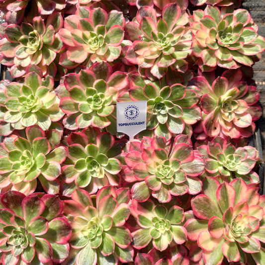 24610 ピンク　ジェード　モンロー